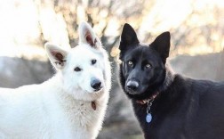 一黑一白两只狗意味着什么？