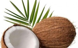 椰子的寓意和意义？