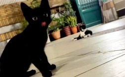 今天下午有一只黑猫，应该是野猫，老是想进我家里来，有什么原因吗？