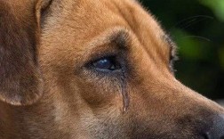 狗狗哭了代表什么预兆？