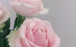 粉玫瑰代表什么意思？（粉玫瑰花的含义）