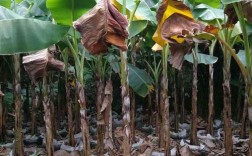 大蕉树种植方法？