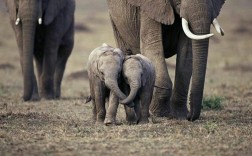 大象小象是什么意思？