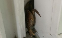 螃蟹在家里跑丢了怎么办？