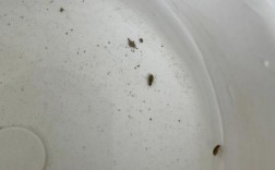 家里水缸有虫子？