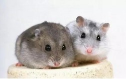 家里两个属鼠类好不好？解梦知识揭秘