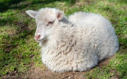 一只小羊是什么意思？
