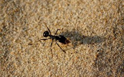 别人说你蚂蚁怎么回答？