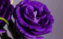 紫玫瑰代表什么意思？（紫玫瑰什么含义）