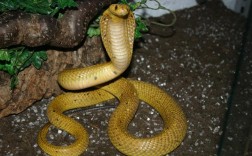 家出现全身金色的蛇意味什么？