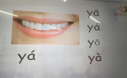 牙齿拼读音节？（牙齿的含义）