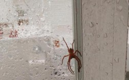 卧室门上爬了个蜘蛛好吗？