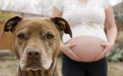 为什么狗喜欢咬孕妇？