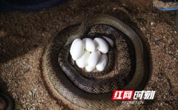 蛇一次能生多少个蛋？