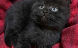 纯黑色的猫，代表什麽？
