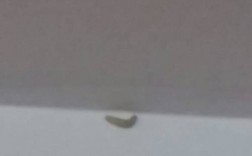 最近家里的天花板上出现很多白色小肉虫,怎么回事？