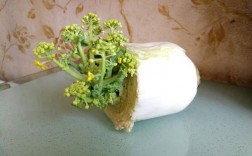 家里的白菜突然开花有什么含义？