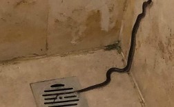 为什么我家下水道有蛇爬出来？