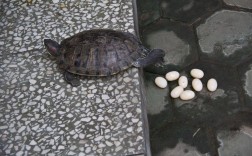 家里养里乌龟下蛋好吗？