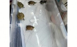 乌龟可以养在鱼缸里吗？