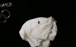 家里出现黑色小虫子，和米粒差不多大，带着硬壳生命力极强，一般摁不死，还会水，最主要繁殖还快？