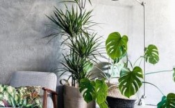 家里可以放什么植物？打造舒适宜人的家居环境