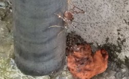 门前蚂蚁窝是什么原因？