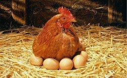 母鸡为什么会生蛋？