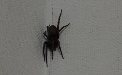为什么家里有很多又黑又小的蜘蛛？