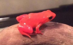 红色的青蛙来你家 意味着什么?