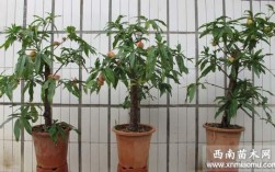 桃树可以在室内栽植吗？