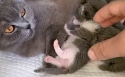 母猫为什么会生宝宝？