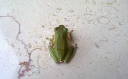 最近院子里总出现青蛙。这是怎么一回事？