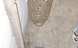 家里有蜜蜂窝怎么办？