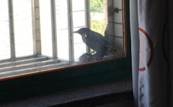 为什么家窗户经常有小鸟在？