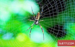蜘蛛为什么代表发财？
