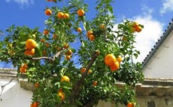 橘子树种院子好吗？（庭院植物含义）