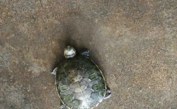 乌龟在家里跑丢了会死吗？