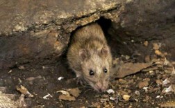 家里有个老鼠，我刚才用砖块把他堵洞里了出不来了，他一直很可怜的叫，我该怎么办呢？