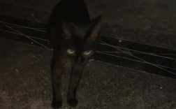 大晚上遇到黑猫好不好？