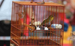 两只不同的种类的鸟能放一个笼子里养吗?一个是绣眼鸟，还有一个好像叫吱吱鸟吧。都是小鸟？