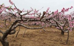 种了两年的桃树啥时可以砍？