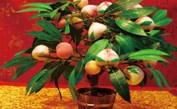 寿桃树可以在家里盆栽吗?为什么有人说在家里盆栽寿桃树不好？