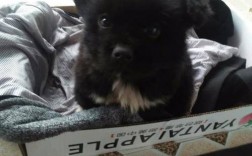 我家来了一只小狗，全身黑色，脚尖白色，脖子上有一圈白毛，只有很短的一截尾巴几乎没有。谁知道是什么品？