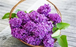 紫色的花的花语？（紫丁香含义）