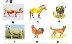 六畜的动物代表什么数字？