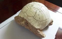 龟化石放在家里有什么好处？