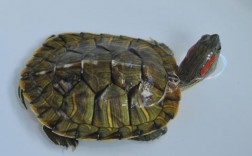 家里养什么龟最好，密西西比红耳龟适合家养？