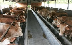 养牛可以发财吗？