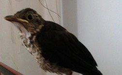 风水学里家里来了黑色的鸟在窗台上筑巢,是咋回事？